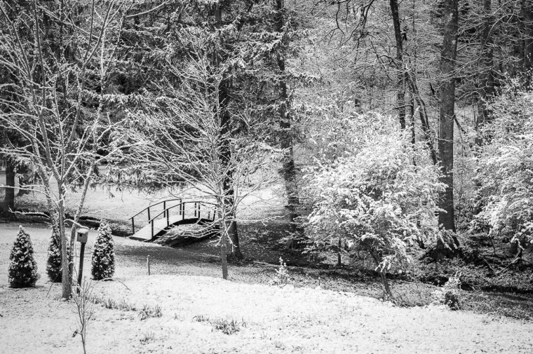 A Bridge to the Forest