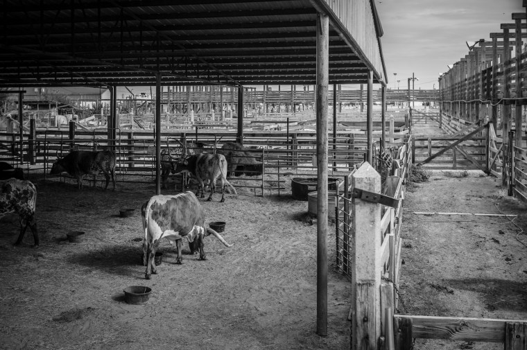 stockyards-2