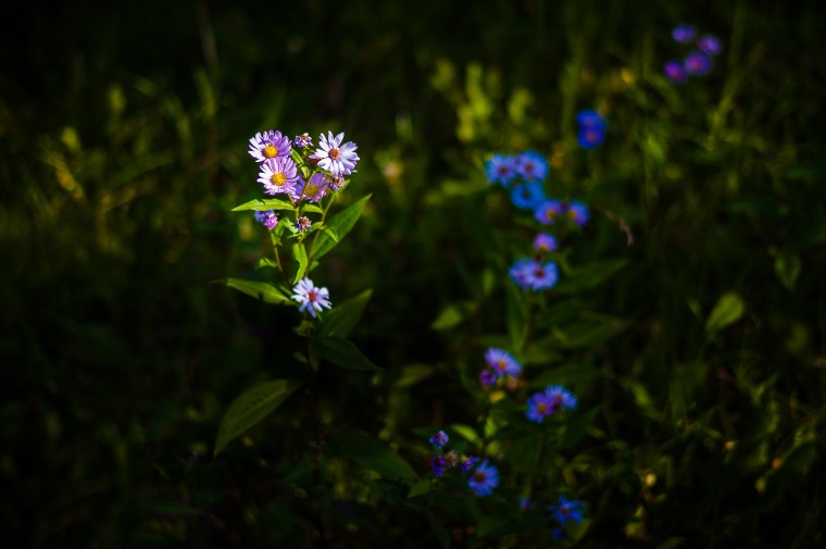 20140831-232130-©DuaneLPandorf-L1030803
