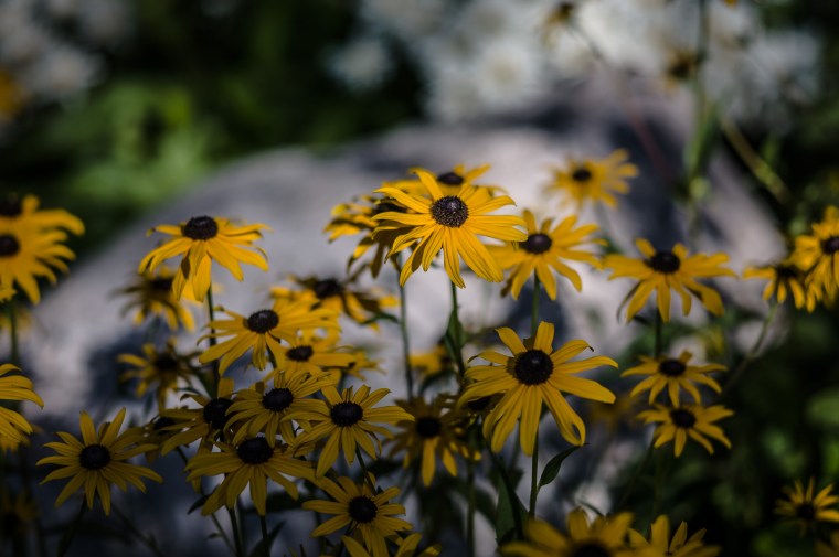 20140903-223246-©DuaneLPandorf-L1030989