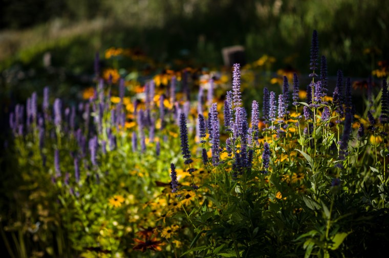 20140903-223950-©DuaneLPandorf-L1030999